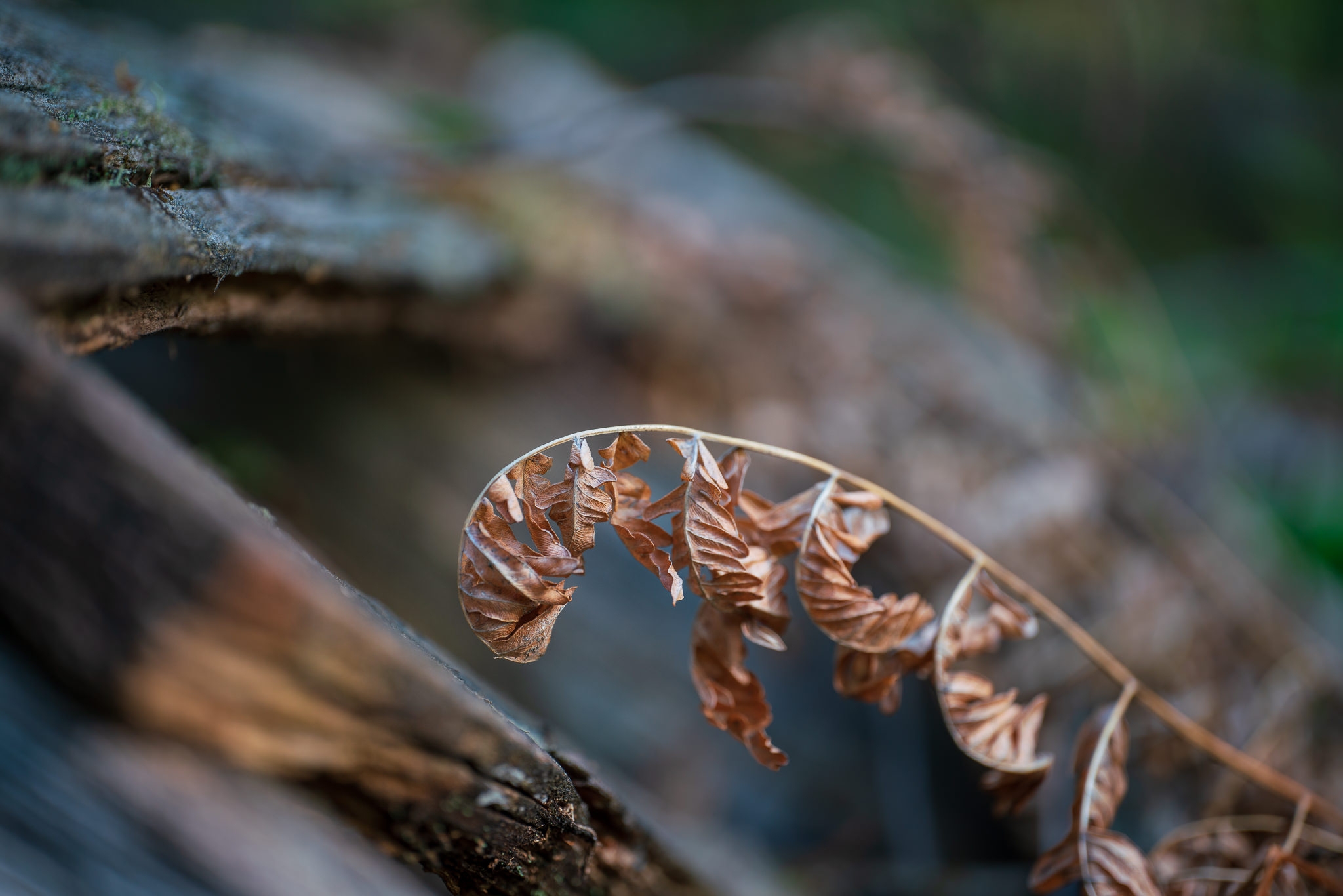 obiektyw venus optics laowa ca-dreamer 100mm f2.8 macro 2:1 do canon ef Notopstryk